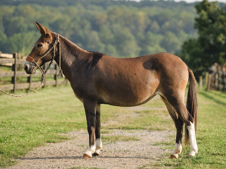 Mule Jument 10 Ans 135 cm Bai cerise in Honey Brook