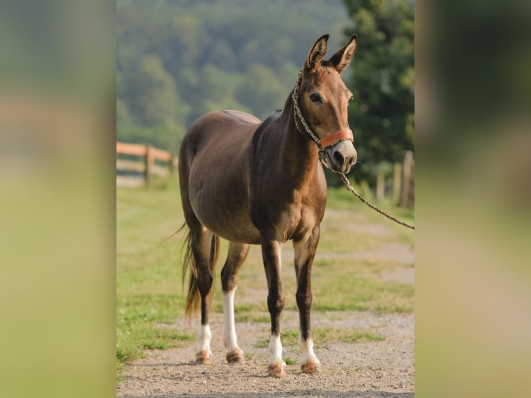 Mule Jument 10 Ans 135 cm Bai cerise in Honey Brook