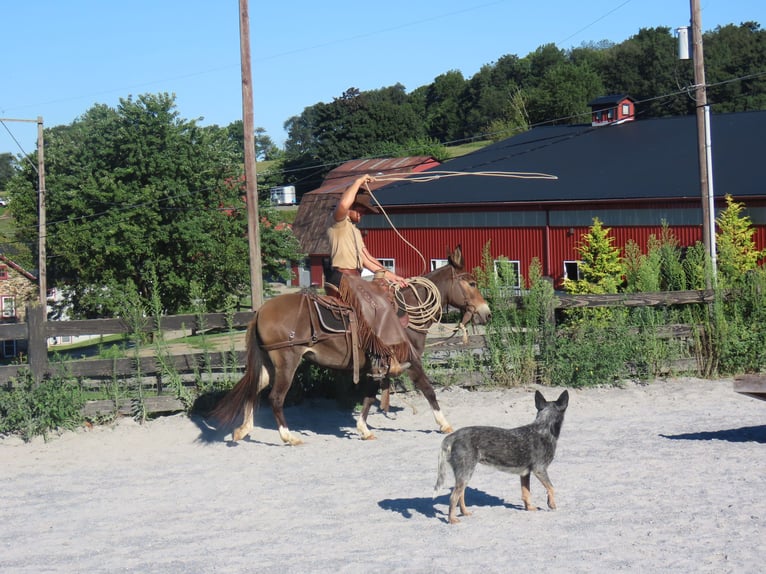 Mule Jument 10 Ans 135 cm Bai cerise in Honey Brook