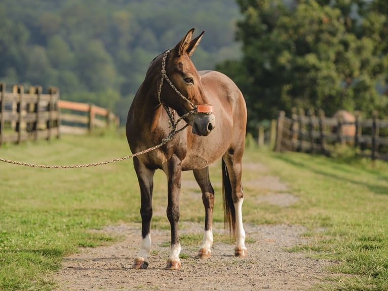 Mule Jument 10 Ans 135 cm Bai cerise in Honey Brook