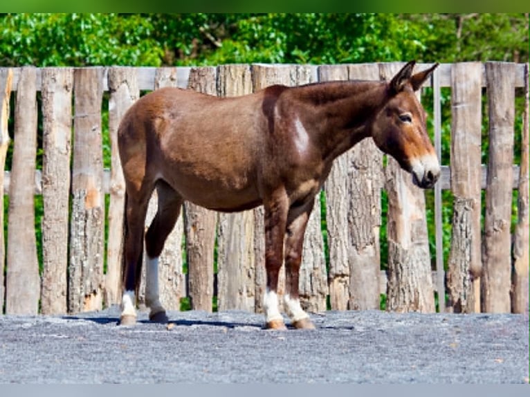 Mule Jument 10 Ans 140 cm Alezan cuivré in Clearville