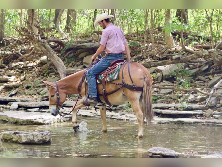 Mule Jument 10 Ans 142 cm Alezan cuivré in Brooksville KY