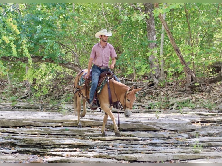 Mule Jument 10 Ans 142 cm Alezan cuivré in Brooksville KY