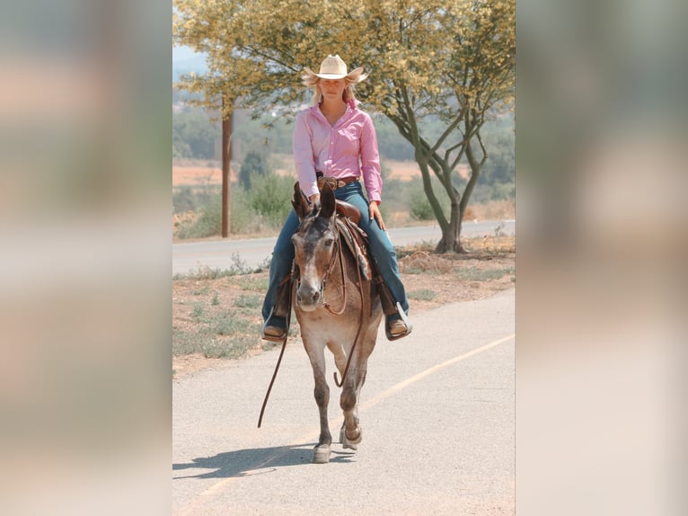 Mule Jument 10 Ans 145 cm Bai cerise in Camp Verde AZ