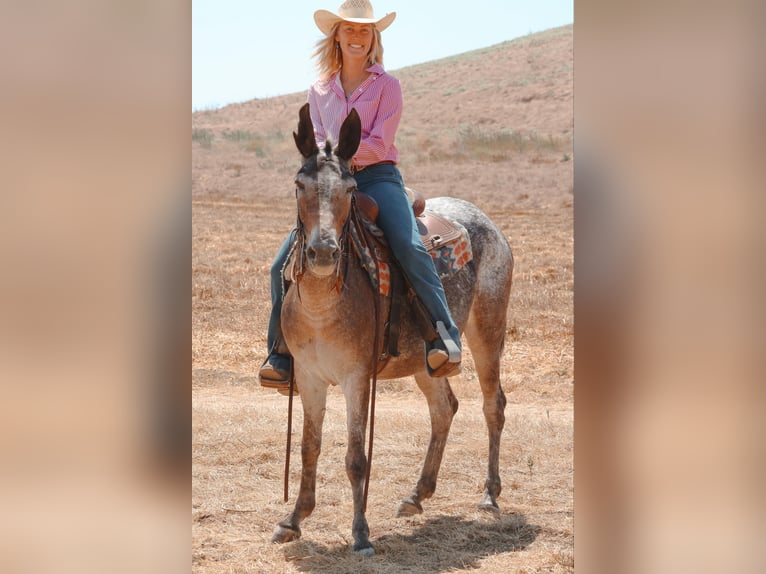 Mule Jument 10 Ans 145 cm Bai cerise in Camp Verde AZ