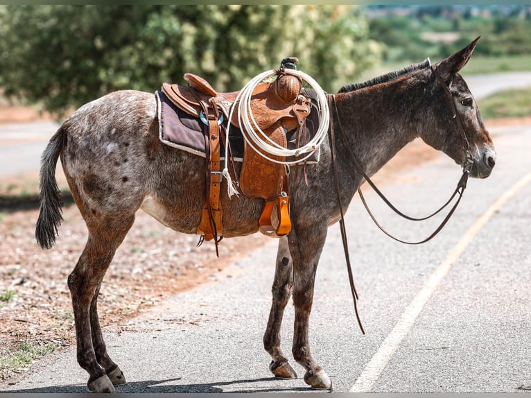 Mule Jument 10 Ans 145 cm Bai cerise in Camp Verde AZ