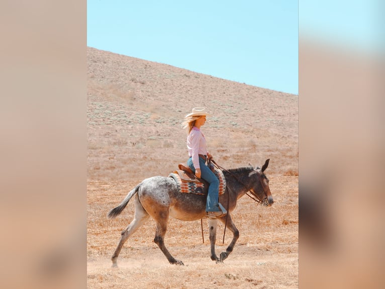 Mule Jument 10 Ans 145 cm Bai cerise in Camp Verde AZ