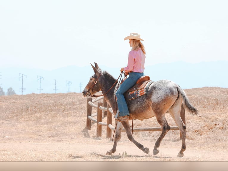 Mule Jument 10 Ans 145 cm Bai cerise in Camp Verde AZ