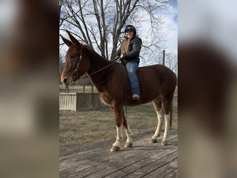 Mule Jument 10 Ans 152 cm Alezan cuivré in Moscow