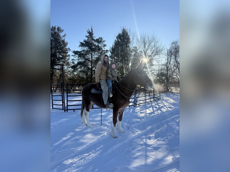 Mule Jument 10 Ans 152 cm Alezan cuivré in Moscow