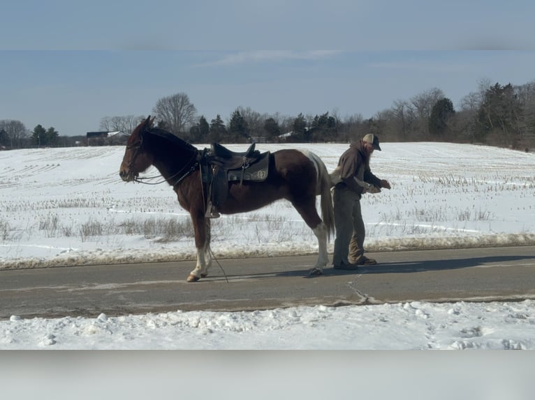 Mule Jument 10 Ans 152 cm Alezan cuivré in Moscow