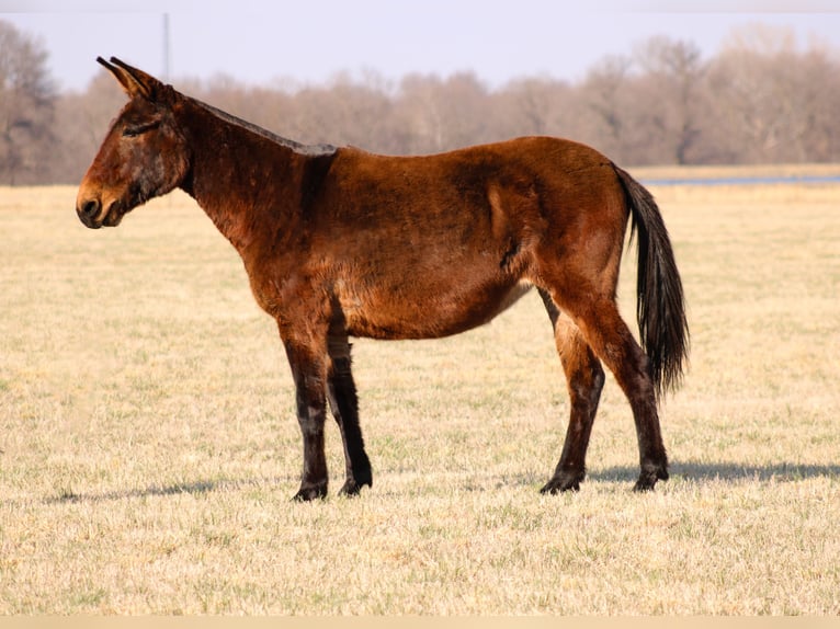 Mule Jument 10 Ans 155 cm Bai cerise in Baxter Springs, KS