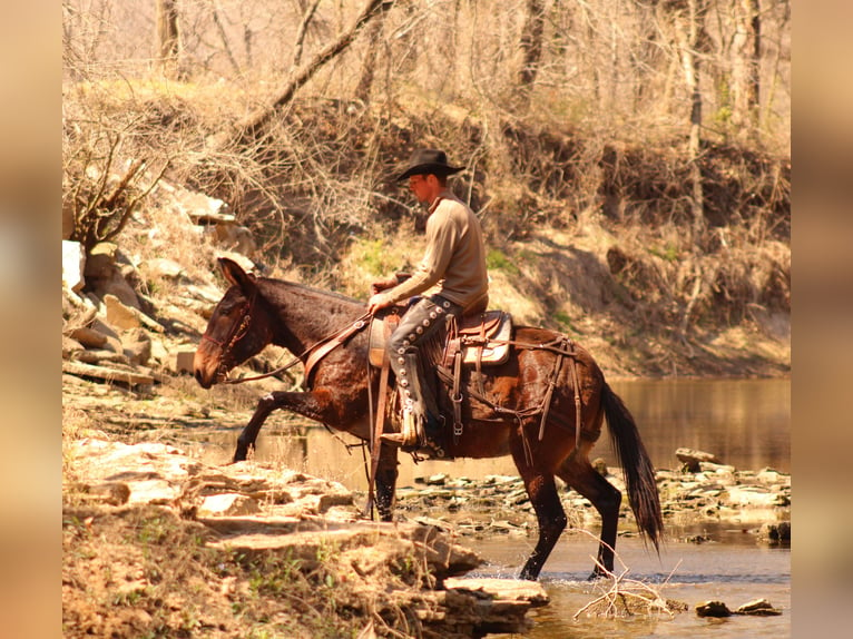 Mule Jument 10 Ans 155 cm Bai cerise in Baxter Springs, KS