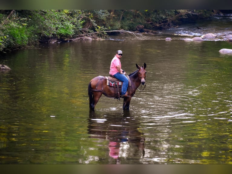 Mule Jument 10 Ans 157 cm Bai cerise in Cleveland TN