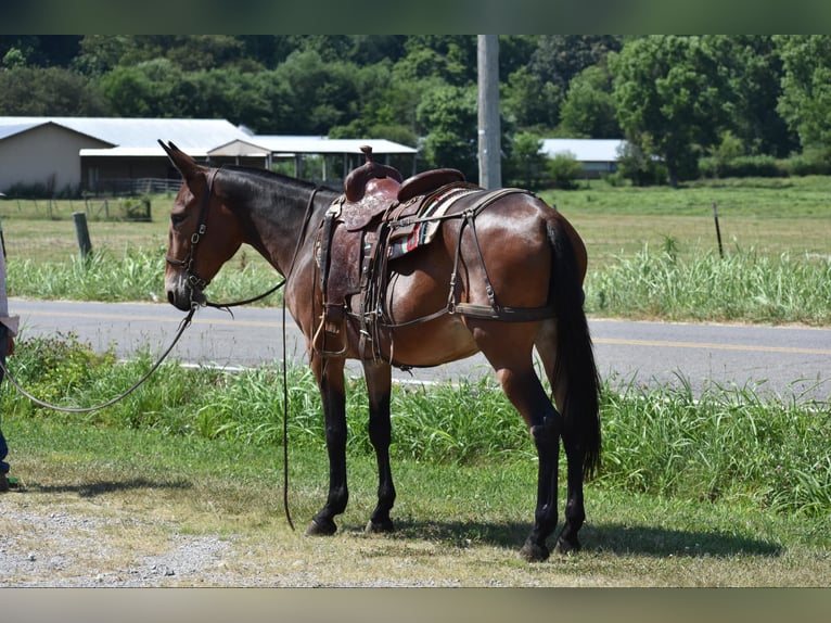 Mule Jument 10 Ans 157 cm Bai cerise in Cleveland TN