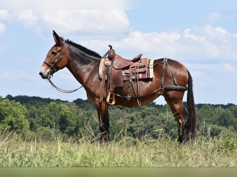 Mule Jument 10 Ans 157 cm Bai cerise in Cleveland TN