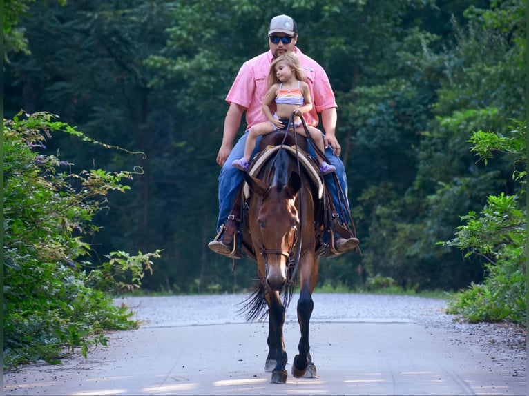 Mule Jument 10 Ans 157 cm Bai cerise in Cleveland TN