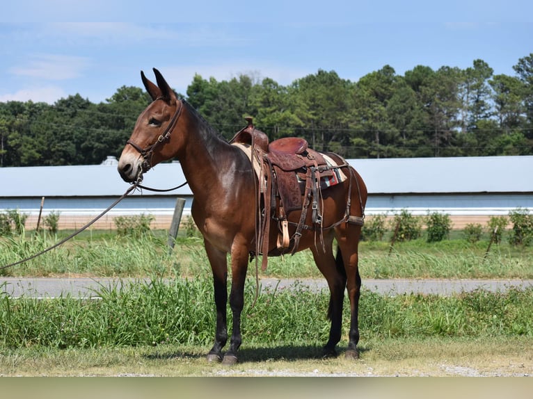 Mule Jument 10 Ans 157 cm Bai cerise in Cleveland TN