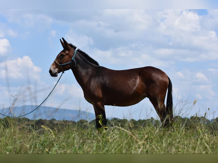 Mule Jument 10 Ans 157 cm Bai cerise in Cleveland TN