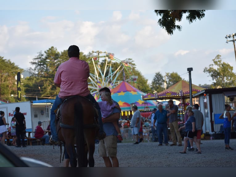 Mule Jument 10 Ans 157 cm Bai cerise in Cleveland TN