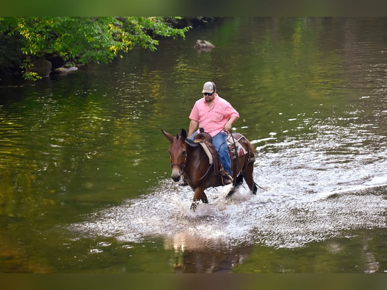 Mule Jument 10 Ans 157 cm Bai cerise in Cleveland TN