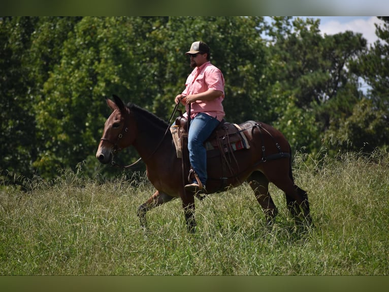 Mule Jument 10 Ans 157 cm Bai cerise in Cleveland TN