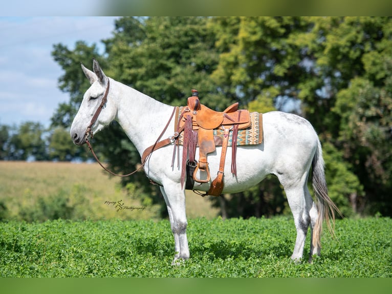 Mule Croisé Jument 10 Ans 168 cm Gris in Hastings, MN