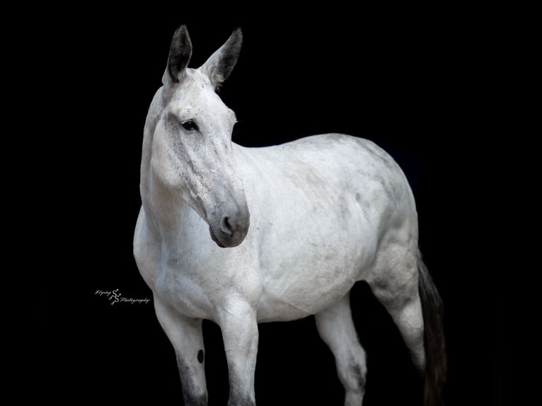 Mule Croisé Jument 10 Ans 168 cm Gris in Hastings, MN