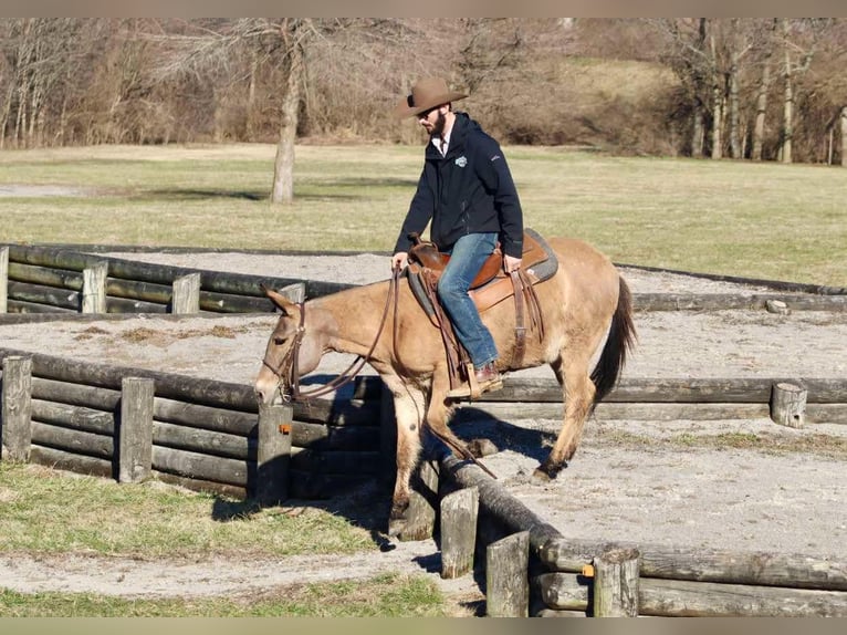 Mule Jument 10 Ans Isabelle in Brooksville KY