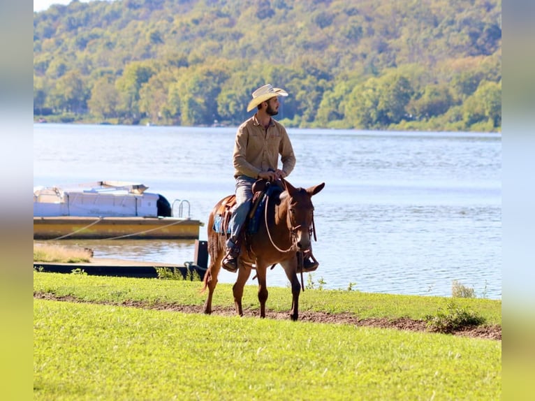 Mule Jument 11 Ans 140 cm Bai cerise in Brooksville KY