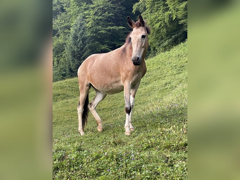 Mule Jument 11 Ans 140 cm Tobiano-toutes couleurs in Wila