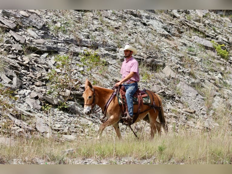 Mule Jument 11 Ans 142 cm Alezan cuivré in Brooksville KY