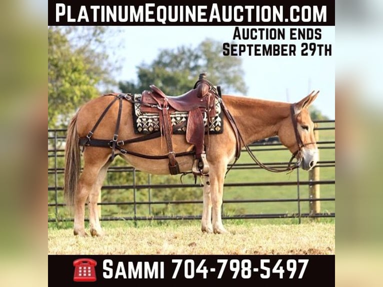 Mule Jument 11 Ans 142 cm Alezan cuivré in Brooksville KY