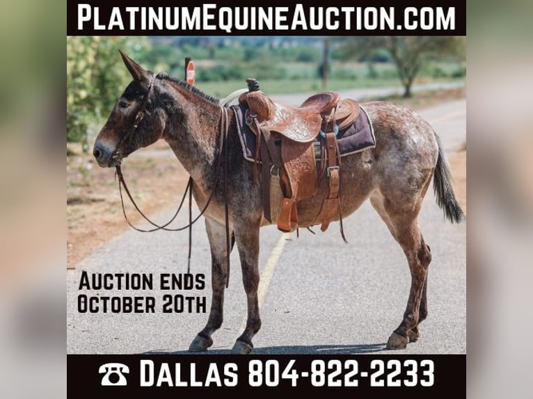 Mule Jument 11 Ans 145 cm Bai cerise in Camp Verde AZ