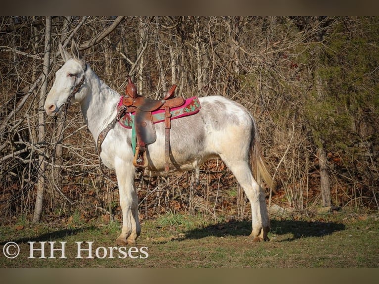 Mule Jument 11 Ans 147 cm Rouan Bleu in Flemingsburg Ky