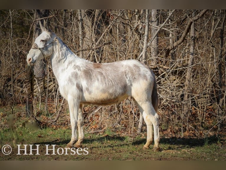 Mule Jument 11 Ans 147 cm Rouan Bleu in Flemingsburg Ky