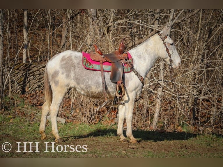 Mule Jument 11 Ans 147 cm Rouan Bleu in Flemingsburg Ky