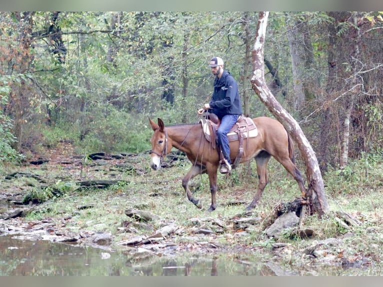 Mule Jument 11 Ans 150 cm Bai cerise in Brooksville KY