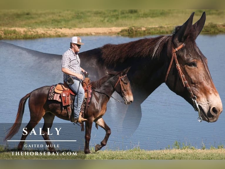 Mule Jument 11 Ans 152 cm Bai cerise in Parkers Lake, KY