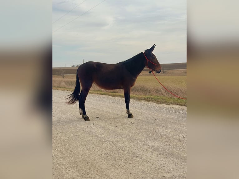 Mule Jument 11 Ans 152 cm Bai cerise in Van Horne IA