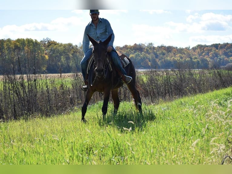 Mule Jument 11 Ans 152 cm Bai cerise in Van Horne IA