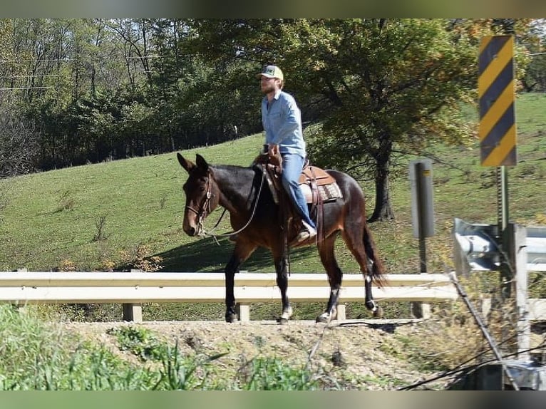 Mule Jument 11 Ans 152 cm Bai cerise in Van Horne IA