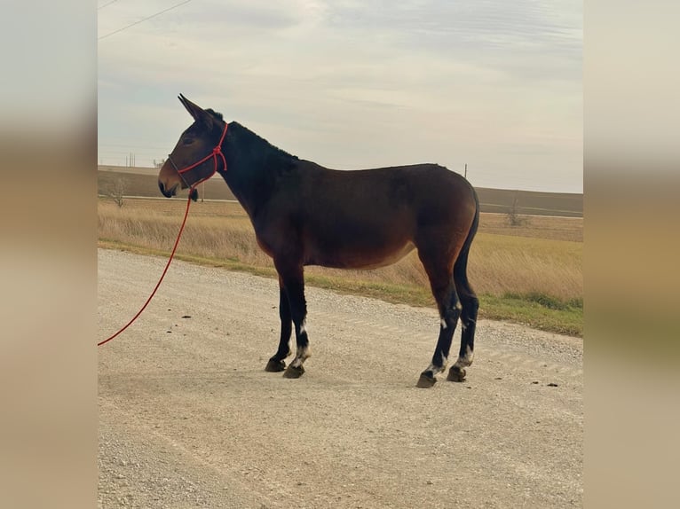 Mule Jument 11 Ans 152 cm Bai cerise in Van Horne IA