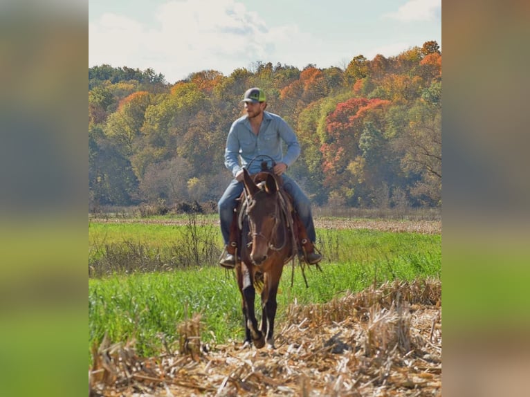 Mule Jument 11 Ans 152 cm Bai cerise in Van Horne IA