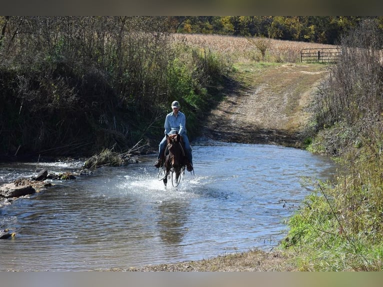 Mule Jument 11 Ans 152 cm Bai cerise in Van Horne IA