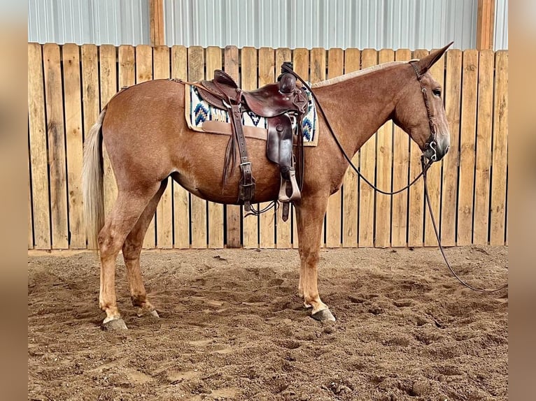 Mule Jument 11 Ans 155 cm Palomino in Cannon Falls, MN