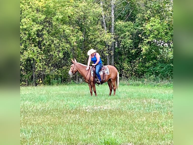 Mule Jument 11 Ans 155 cm Palomino in Cannon Falls, MN