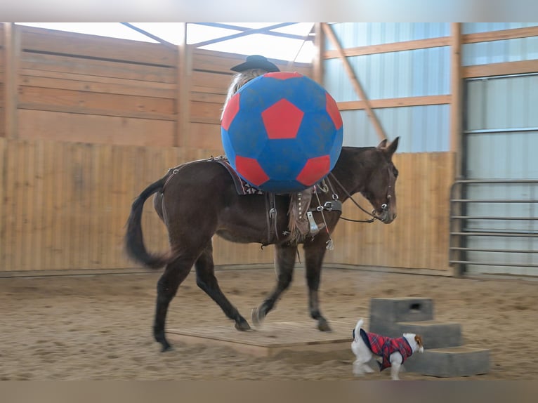 Mule Jument 11 Ans 155 cm Roan-Bay in Hastings