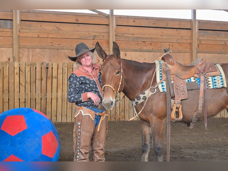 Mule Jument 11 Ans 155 cm Roan-Bay in Hastings