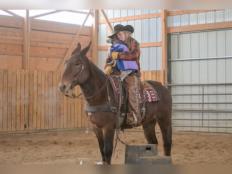 Mule Jument 11 Ans 155 cm Roan-Bay in Hastings